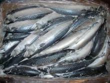 Frozen Mackerel /Horse/Pacific/ Atlantic   Fish .