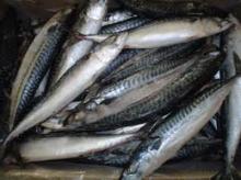 Frozen  Atlantic   mackerel   fish  for sale