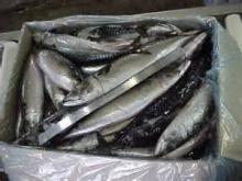 Frozen Pacific  Mackerel  of  6 - 8pcs / kg  for sale