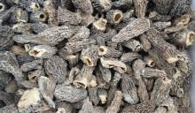 dried mushroom,Morchella