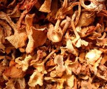 dried mushroom,Cantharellus
