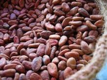 cocoa bean
