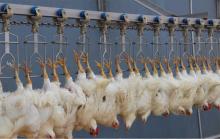 Poultry Slaughter Conveyor