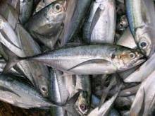 BROZEN HORSE MACKEREL WHOLE ROUND