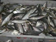 Frozen Horse Mackerel /Frozen Mackerel
