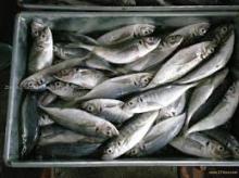 Whole round  horse   mackerel   frozen   horse   mackerel 