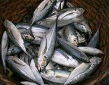 Frozen Horse mackerel whole round