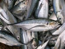 Frozen Horse Mackerel At Competitive Prices