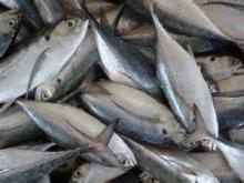 Fair Price Frozen Fish Horse Mackerel