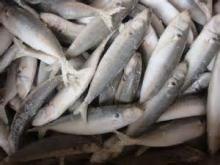 Frozen Horse Mackerel with Good Quality and  Fat 