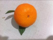 Huangyan Mandarin Orange wholesale export