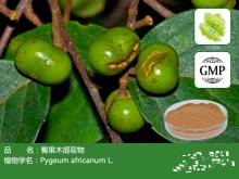  Pygeum   Africanum   Extract 