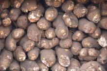 White  Yam 