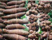 Top Quality white yam, best price