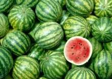 Melon / Fruits / good for gift / Water melon / Fresh melon