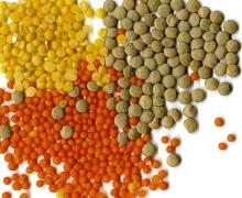  Lentils 