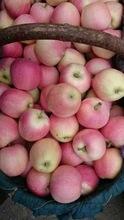 we export fresh fruits such as Bananas, Oranges, apple, apple fruit, gala apple for sale: