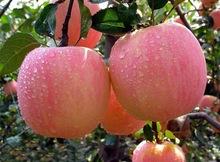 Red Delicious apples, Golden Delivious,Fuji, Gala Apples for sale
