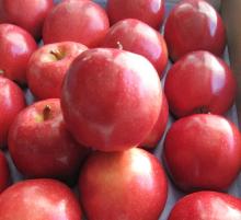 High quality Fresh  Apple - Variety