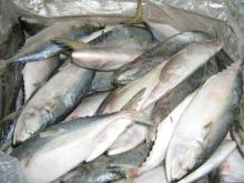 Frozen Markerel Fish