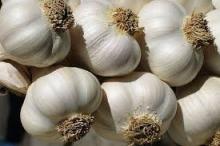 Fresh White Garlic