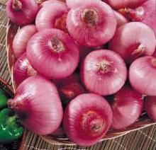 Supplier for Best Quality Fresh Onion