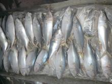 FROZEN MACKEREL