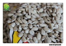 high quality sunflower seeds kernels
