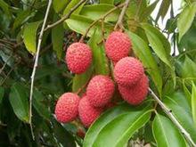 Delicious Brazilian Litchi / /fresh leechee/Fresh