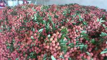 Hot Sale Fruit Natural Fresh Canned Lychee in Syrup , Litchi