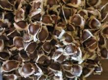 Moringa Seeds Available...