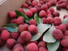 FRESH LYCHEE / LITCHI/LITCHEE