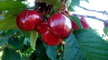 Fresh Cherries