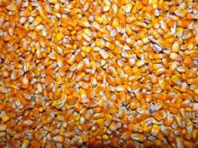 low price wholesale dried yellow maize corn
