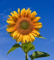 Grade A Sunflower Oil,