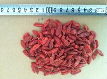 Dried Goji Berry