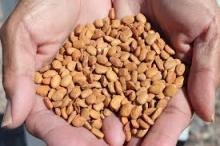 Tepary Bean