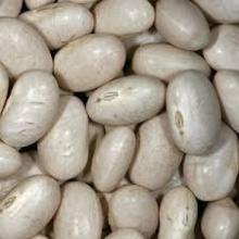Janpanse  White   kidney   bean s  price /Haricot  bean s/Baked  bean 