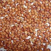 Argentin  Red   Sorghum a  Red   Sorghum  and American  Red   Sorghum 