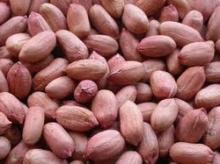 Red bold peanuts kernels and blanced peanuts