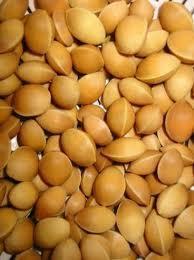 Ginkgo nuts in stock