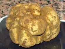 3000kg ITALIAN White Truffle for Sale