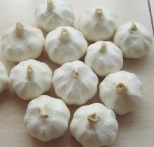 fresh pure white garlic/ Fresh girnger