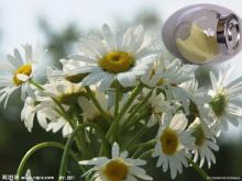  Chamomile   Extract  Powder