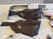 Greenland Halibut