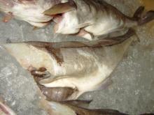 Haddock HG