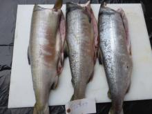 Chum Salmon HG