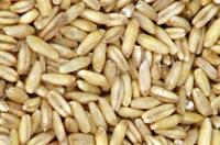 Dried Oats