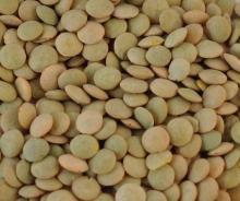 Green Lentil