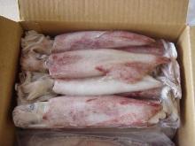 Whole Frozen Loligo Squid